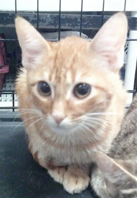Unknown - Domestic Short Hair