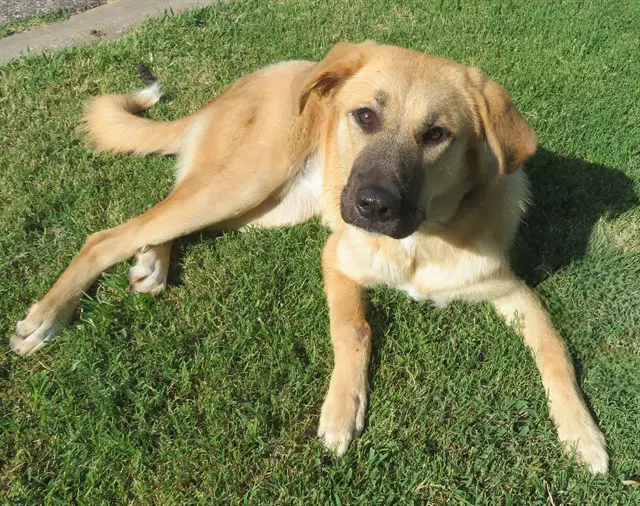 Bailey - Anatolian Shepherd