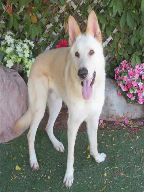 Snow - German Shepherd Dog