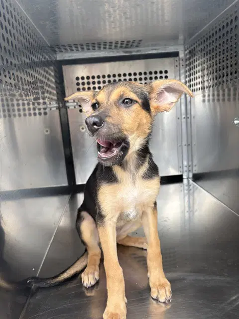 Unknown - German Shepherd Dog