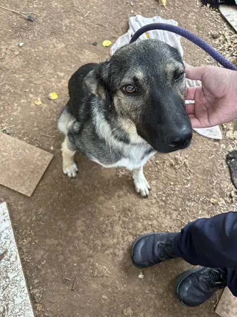 Unknown - German Shepherd Dog