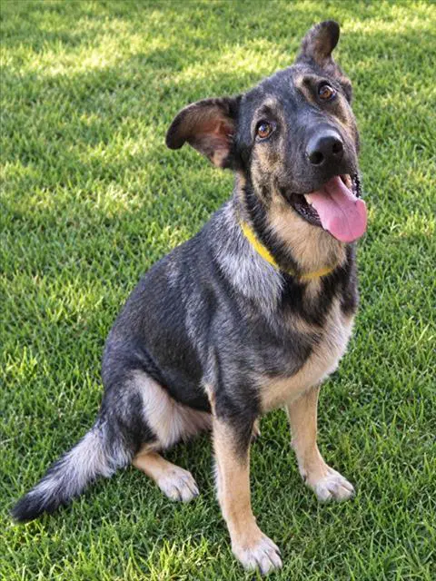 Unknown - German Shepherd Dog