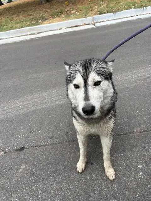 Unknown - Siberian Husky