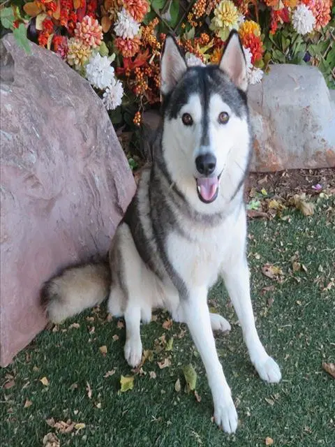 Unknown - Siberian Husky