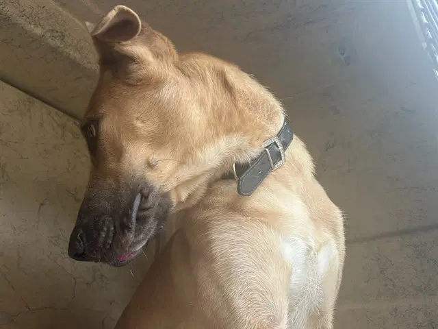 Unknown - Great Dane