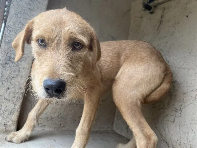 Sabrina - Irish Terrier