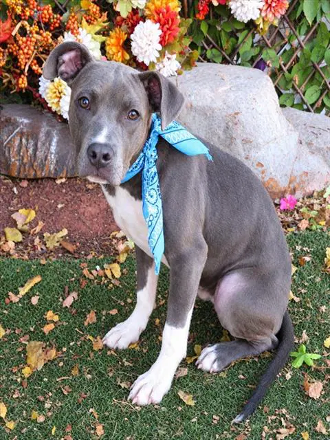 Jessie - Pit Bull Terrier