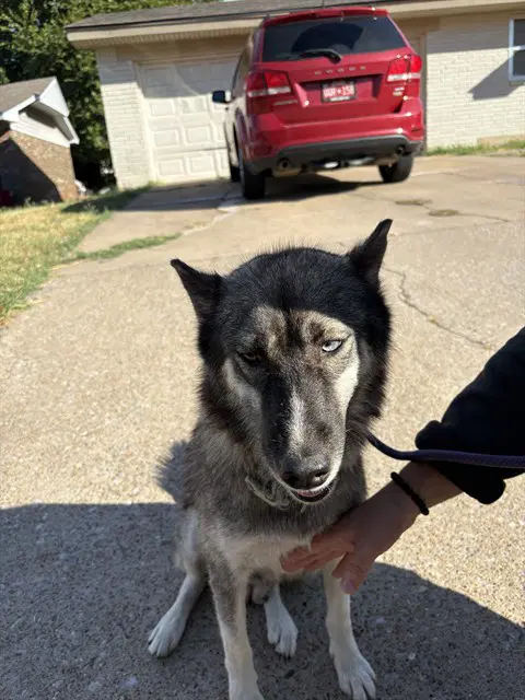 Unknown - Siberian Husky