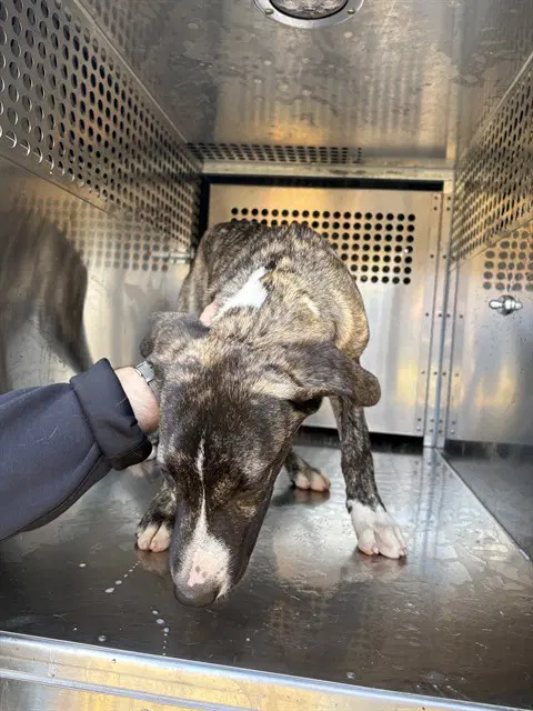 Unknown - Pit Bull Terrier