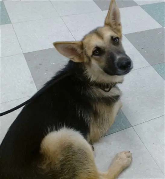 Unknown - German Shepherd Dog
