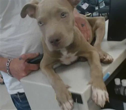 Unknown - Pit Bull Terrier