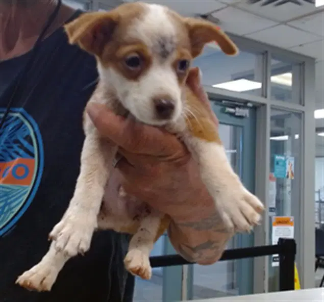 Unknown - Terrier
