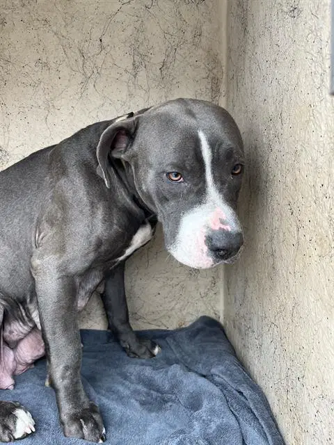 Tulip - Pit Bull Terrier
