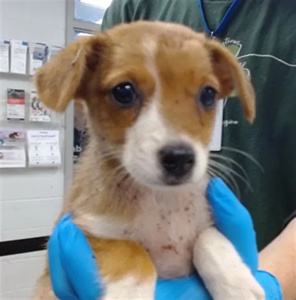Unknown - Terrier
