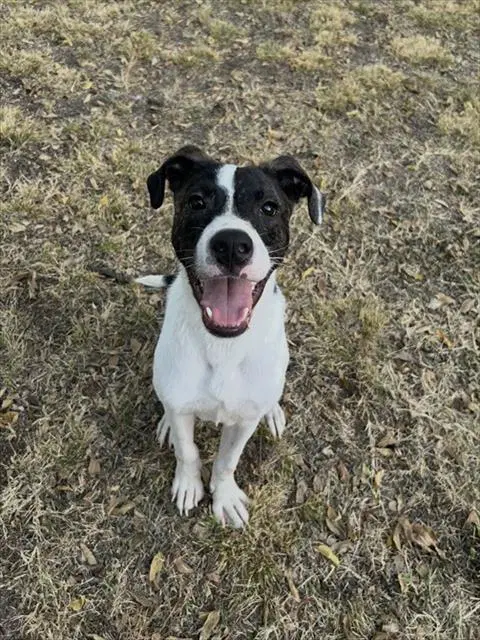 Jasper - Pit Bull Terrier
