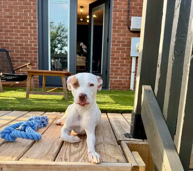 Georgia - American Staffordshire Terrier