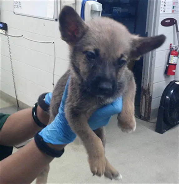 Unknown - German Shepherd Dog