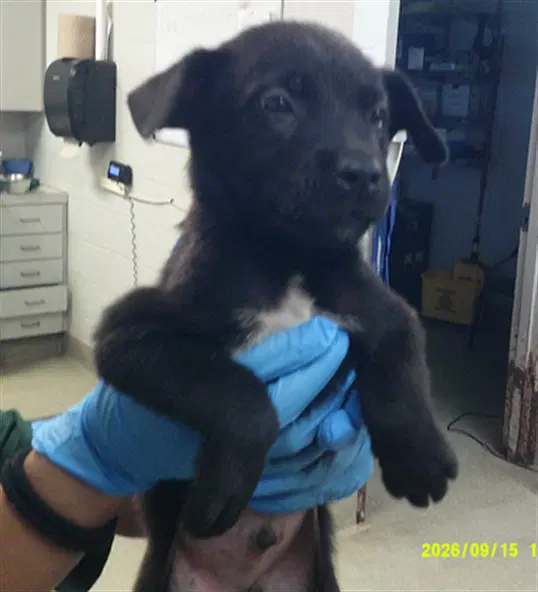 Unknown - German Shepherd Dog
