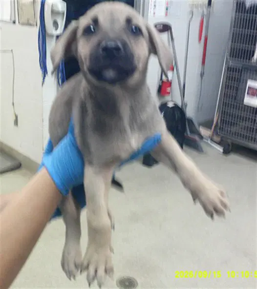 Unknown - German Shepherd Dog