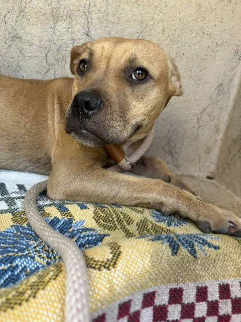 Unknown - Boxer