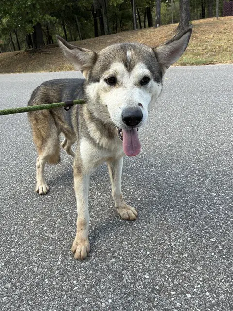 Unknown - Siberian Husky