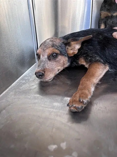Unknown - Australian Cattle Dog/Blue Heeler