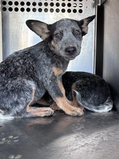 Unknown - Australian Cattle Dog/Blue Heeler