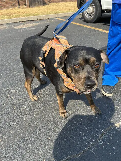 Sarabi - Pit Bull Terrier