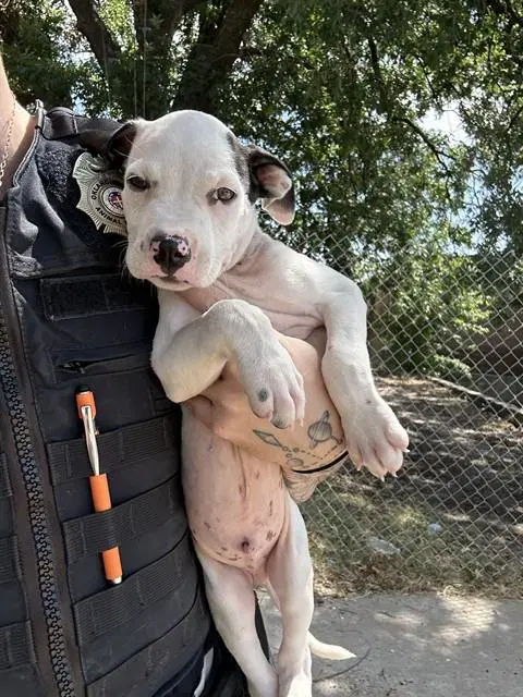 Unknown - Pit Bull Terrier