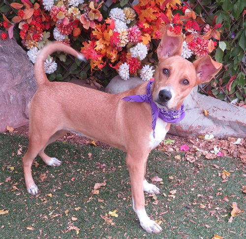 LOLA JEAN, a dog for adoption from Oklahoma City Animal Welfare Division