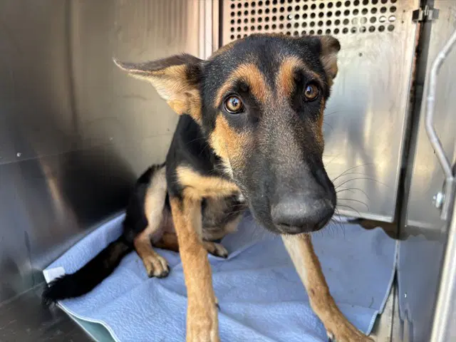 Unknown - German Shepherd Dog