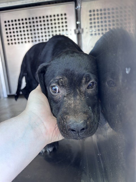 A480820, a dog for adoption from Oklahoma City Animal Welfare Division
