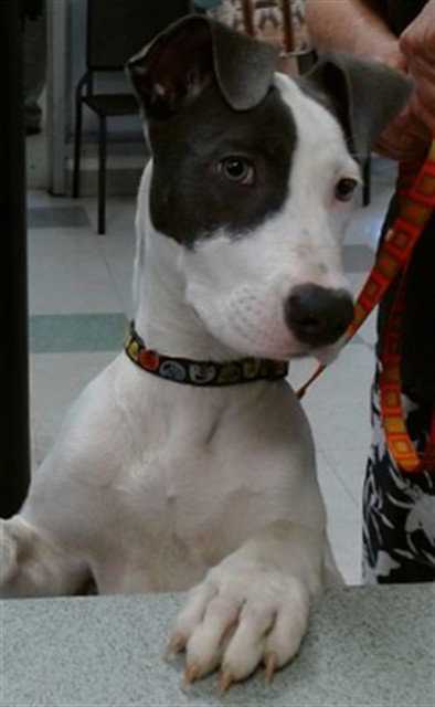 JOJO
