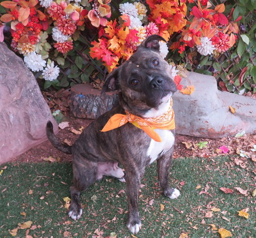 JETSON, a dog for adoption from Oklahoma City Animal Welfare Division