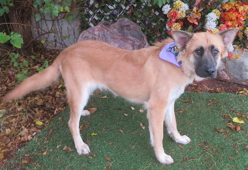 EMMA, a dog for adoption from Oklahoma City Animal Welfare Division