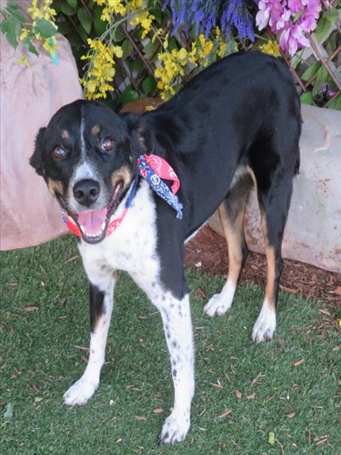 CALLIE, a dog for adoption from Oklahoma City Animal Welfare Division