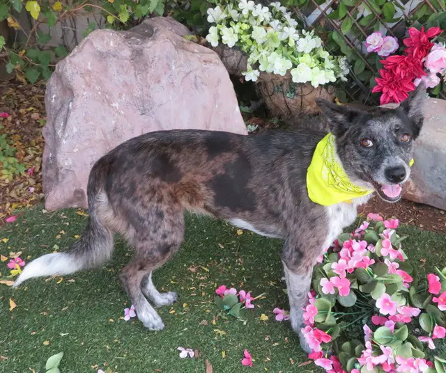 Millie - Australian Cattle Dog/Blue Heeler