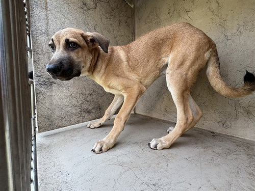 KRIS, a dog for adoption from Oklahoma City Animal Welfare Division