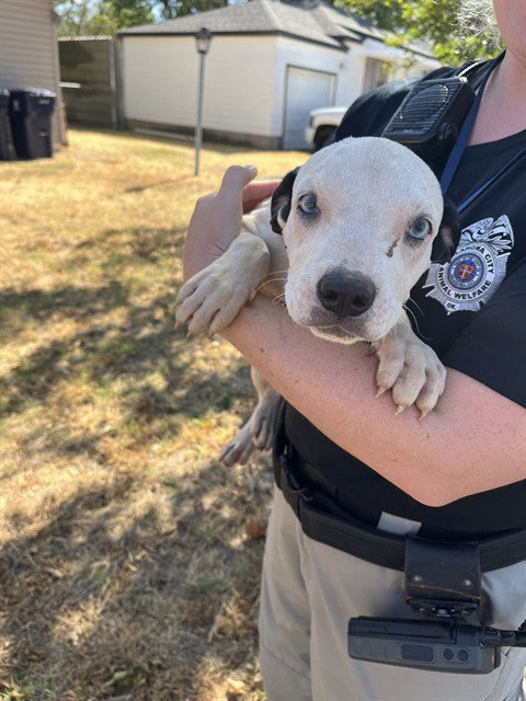 COW, a dog for adoption from Oklahoma City Animal Welfare Division