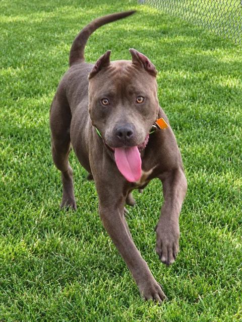 GHOST, a dog for adoption from Oklahoma City Animal Welfare Division