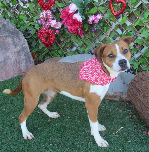MOCHA, a dog for adoption from Oklahoma City Animal Welfare Division
