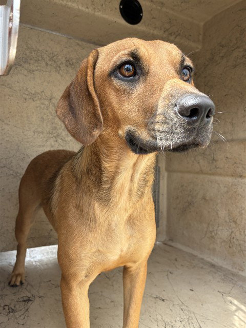 Pumpkin, Hound