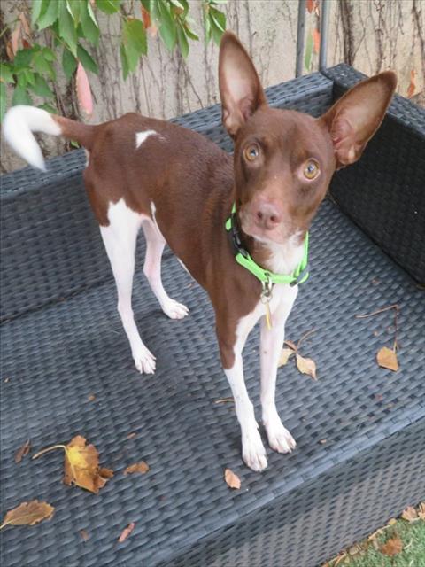 ELMO, a dog for adoption from Oklahoma City Animal Welfare Division
