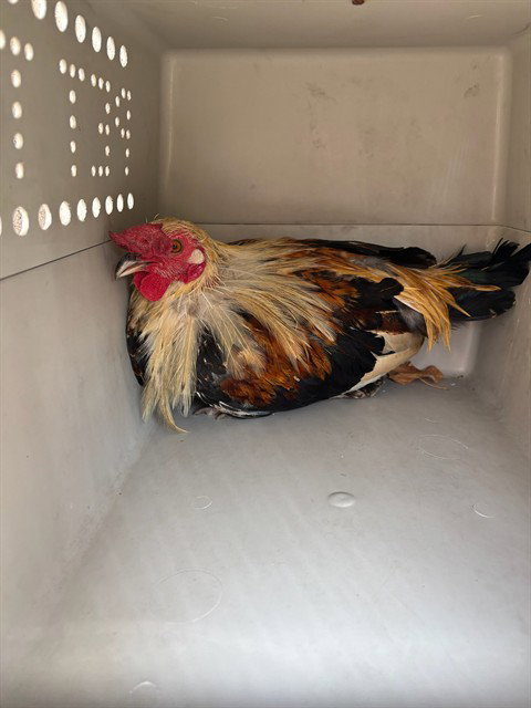 A481144, a poultry for adoption from Oklahoma City Animal Welfare Division