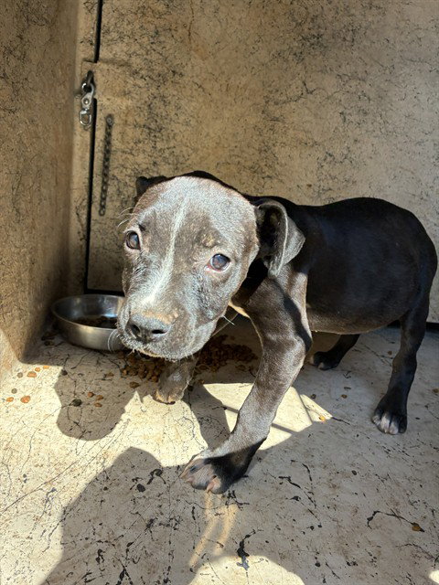 A481226, Pit Bull Terrier