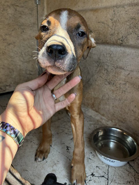 A481227, Pit Bull Terrier