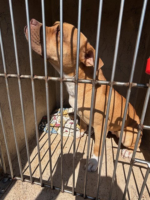 A481230, Boxer
