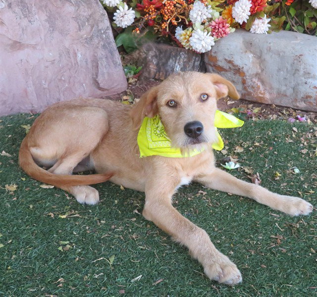 Sabrina, Irish Terrier