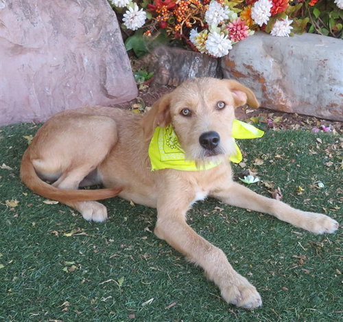 SABRINA, a dog for adoption from Oklahoma City Animal Welfare Division