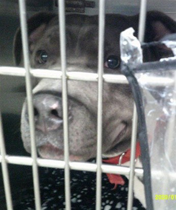 HUGO, a dog for adoption from Oklahoma City Animal Welfare Division